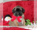 Small #2 Mastiff