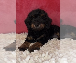 Poodle (Miniature) Puppy for Sale in MARTINSVILLE, Indiana USA