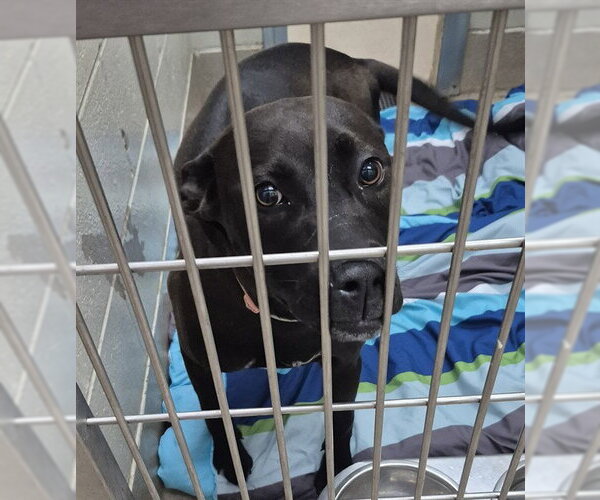 Medium Photo #1 Labrador Retriever Puppy For Sale in Decatur, IL, USA