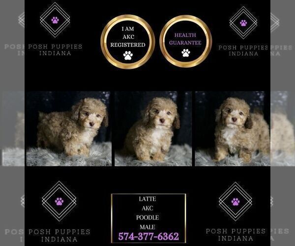 Medium Photo #3 Poodle (Toy) Puppy For Sale in WARSAW, IN, USA