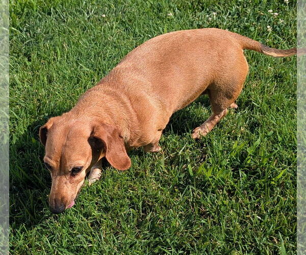 Medium Photo #3 Dachshund Puppy For Sale in Shelbyville, TN, USA