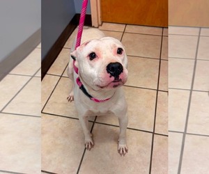 Mutt Dogs for adoption in Woodbury, NY, USA