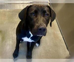 Labrador Retriever Dogs for adoption in Orange, CA, USA