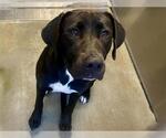 Small Labrador Retriever