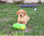 Small #2 Labrador Retriever