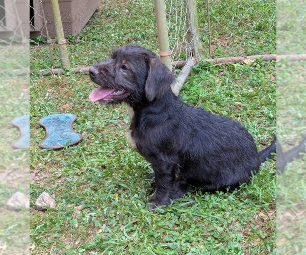 Medium Photo #2 Basset Hound-Unknown Mix Puppy For Sale in Milner, GA, USA