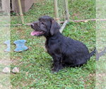Small #1 Basset Hound Mix
