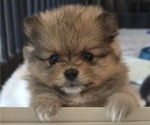 Puppy Daisey Pomeranian