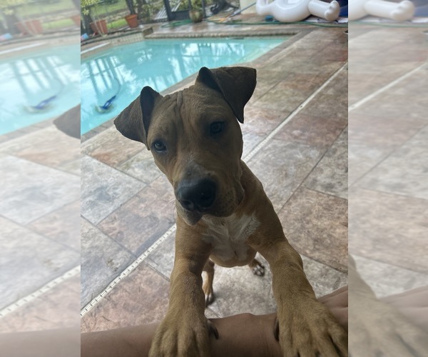 Medium Photo #1 American Pit Bull Terrier Puppy For Sale in CORAL SPRINGS, FL, USA