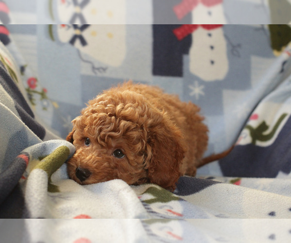 Medium Photo #10 Goldendoodle (Miniature) Puppy For Sale in MILWAUKEE, WI, USA