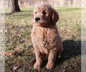 Goldendoodle Puppy for sale in BRIGHTON, MO, USA