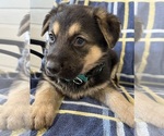 Small #1 German Shepherd Dog