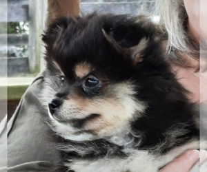 Pomeranian Puppy for sale in CHESTERFIELD, VA, USA