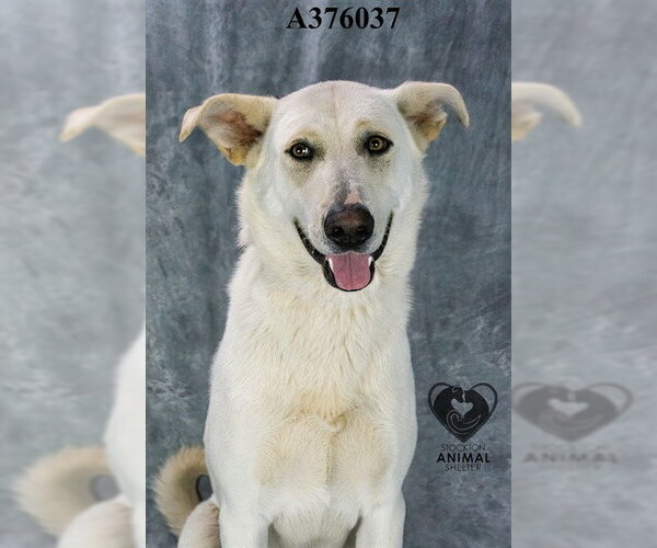Medium Photo #1 Labrador Retriever Puppy For Sale in Stockton, CA, USA