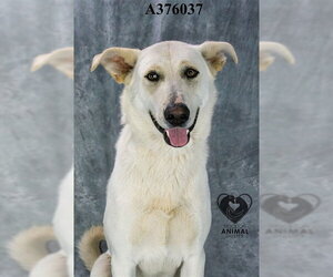 Labrador Retriever Dogs for adoption in Stockton, CA, USA