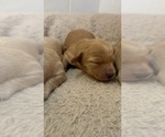 Puppy Poppy Dachshund