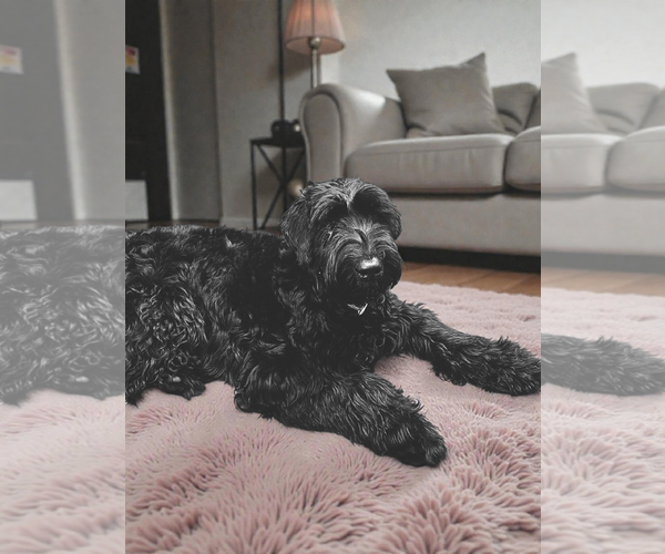 Medium Photo #1 Mutt Puppy For Sale in Farmington, MN, USA