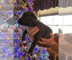 Small Photo #6 Labrador Retriever Puppy For Sale in LEASBURG, MO, USA