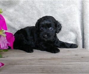 Labradoodle-Poodle (Miniature) Mix Puppy for sale in FREDERICKSBG, OH, USA