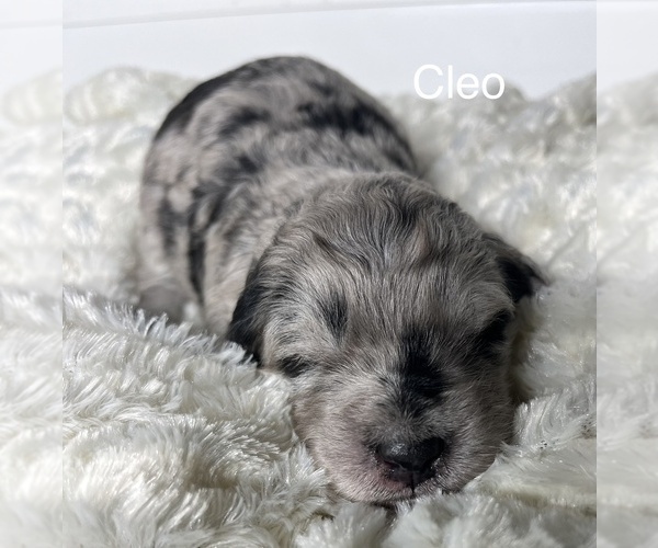 Full screen Photo #2 Miniature Australian Shepherd-Miniature Bernedoodle Mix Puppy For Sale in BLUE SPRINGS, MO, USA