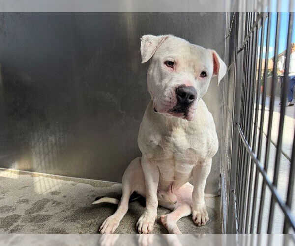 Medium Photo #1 American Bulldog-Unknown Mix Puppy For Sale in Downey, CA, USA