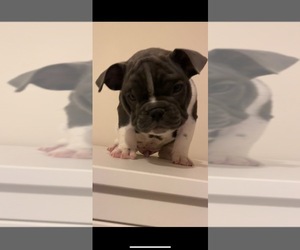 Bullypit-French Bulldog Mix Puppy for sale in EASTON, PA, USA
