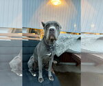 Small Photo #2 Mutt Puppy For Sale in Goodyear, AZ, USA