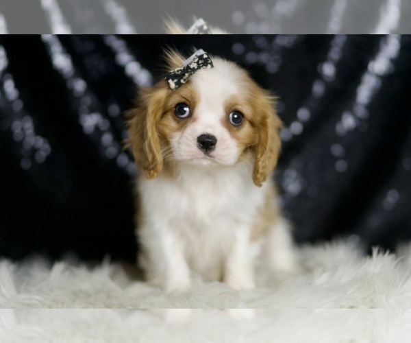 Medium Photo #74 Cavalier King Charles Spaniel Puppy For Sale in WARSAW, IN, USA