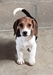 Small Photo #12 Beagle Puppy For Sale in EL CAJON, CA, USA