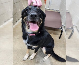 Mutt Dogs for adoption in Rustburg, VA, USA