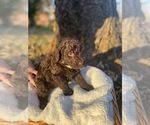 Small Photo #5 Australian Labradoodle Puppy For Sale in PEA RIDGE, AR, USA