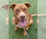 Small #1 Labrador Retriever Mix