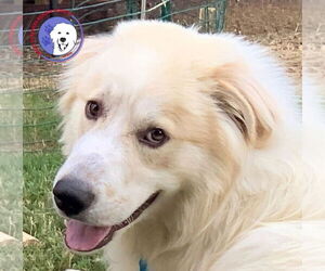 Great Pyrenees Dogs for adoption in Spring, TX, USA