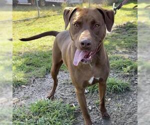 German Shorthaired Pointer-Unknown Mix Dogs for adoption in Camarillo, CA, USA