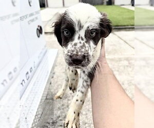 Mutt Dogs for adoption in Houston, TX, USA
