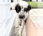 Small Mutt