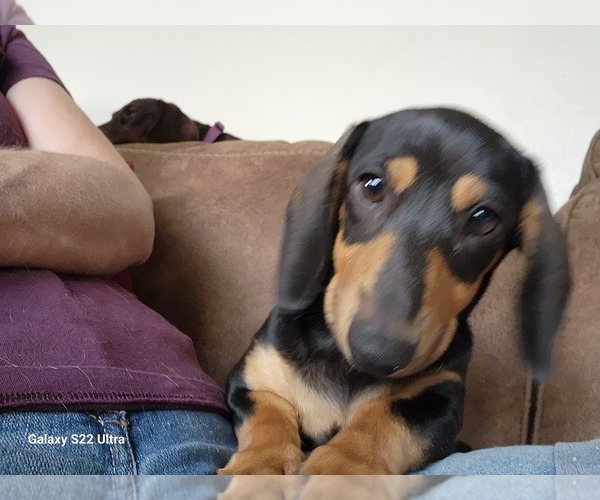 Medium Photo #1 Dachshund Puppy For Sale in WAPELLO, IA, USA