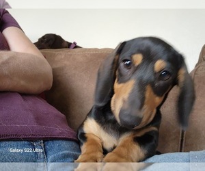 Mother of the Dachshund puppies born on 05/27/2025