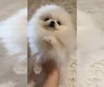 Small #4 Pomeranian