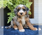 Small #3 Bernedoodle (Miniature)