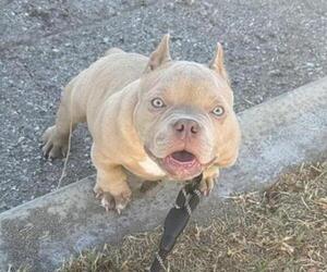 American Bully Puppy for sale in RANCHO CUCAMONGA, CA, USA