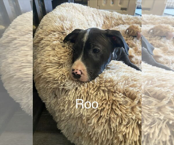 Medium Photo #4 American Staffordshire Terrier-Unknown Mix Puppy For Sale in Holly Springs, NC, USA