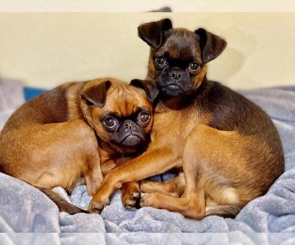 Medium Photo #3 Brussels Griffon Puppy For Sale in SCOTTSDALE, AZ, USA