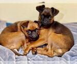 Small #2 Brussels Griffon