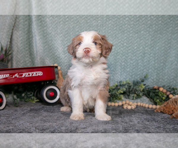 Medium Photo #2 Bernedoodle (Miniature) Puppy For Sale in APPLE CREEK, OH, USA