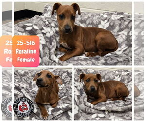 Mutt Dogs for adoption in Georgetown, KY, USA
