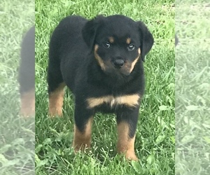 Rottweiler Puppy for sale in REMER, MN, USA