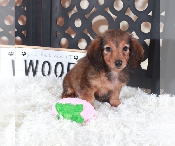 Medium Photo #2 Dachshund Puppy For Sale in MOUNT VERNON, OH, USA