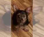 Small Photo #9 Yorkshire Terrier Puppy For Sale in NEVADA, TX, USA