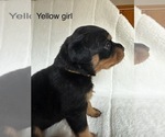 Puppy Yellow female Rottweiler